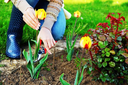 Stump grinding and tree removal service in Kings Cross